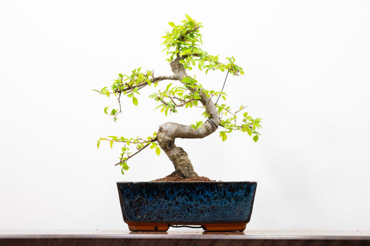 Chinese Elm Bonsai and Care Kit in 20cm Navy Ceramic Pot