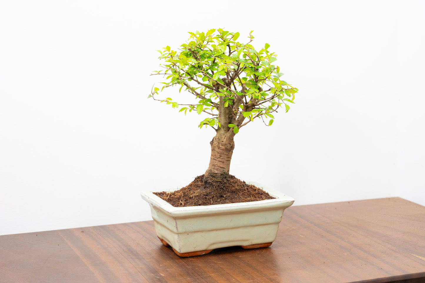 Chinese Elm Bonsai and Care Kit in 15cm Cream Ceramic Pot