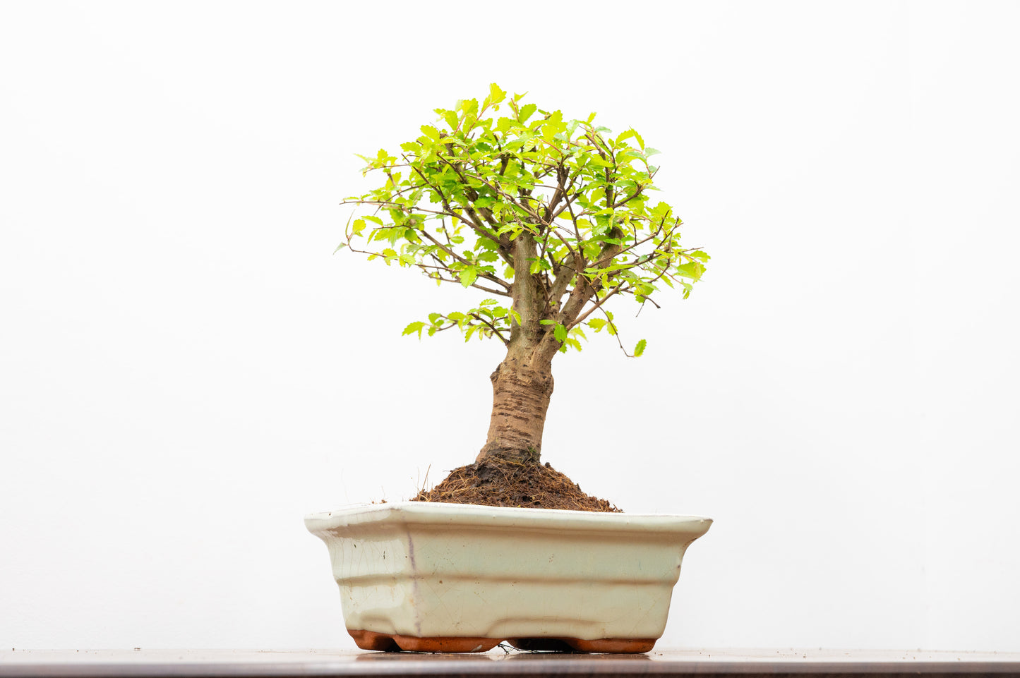 Chinese Elm Bonsai and Care Kit in 15cm Cream Ceramic Pot