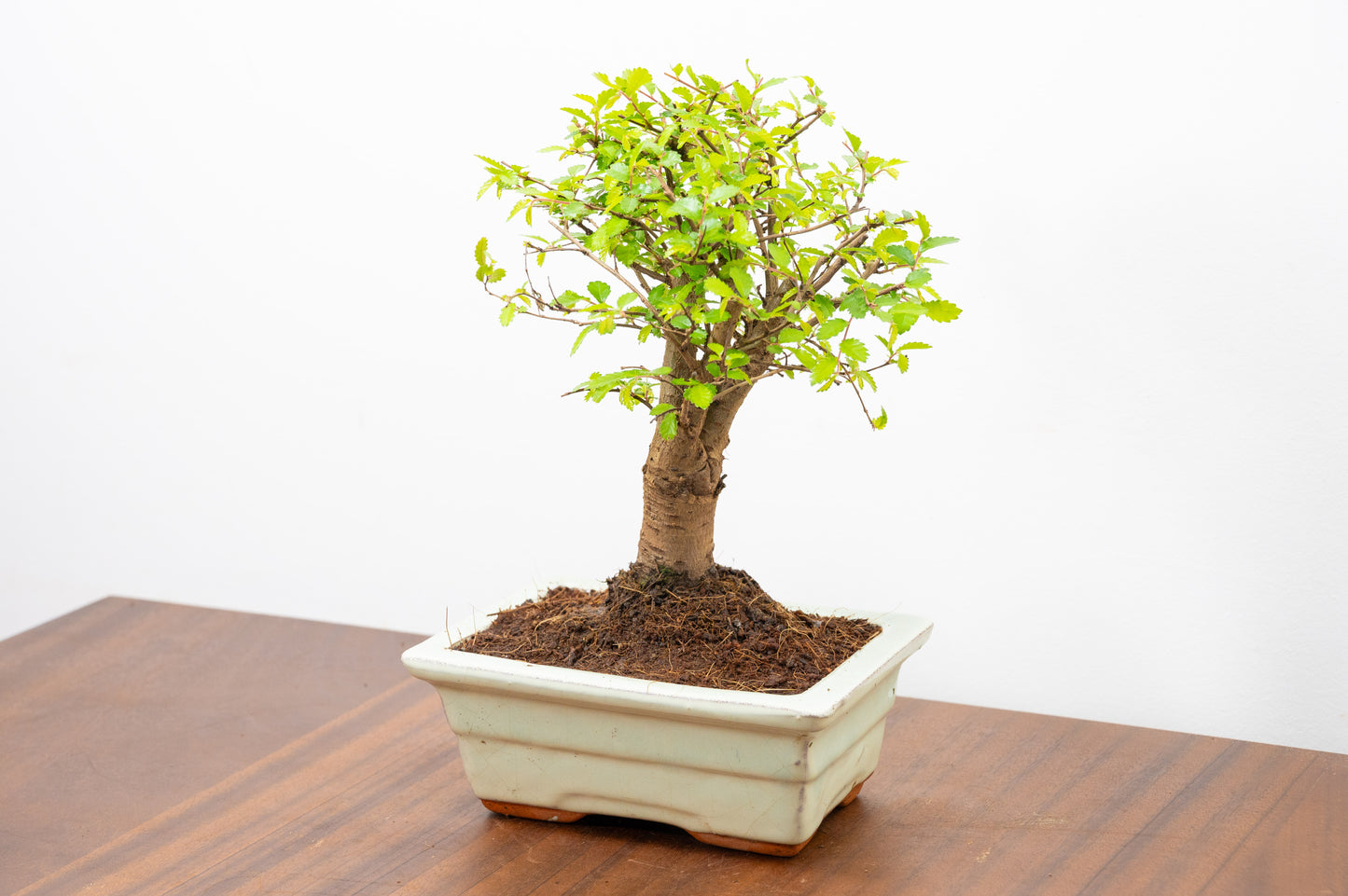 Chinese Elm Bonsai and Care Kit in 15cm Cream Ceramic Pot