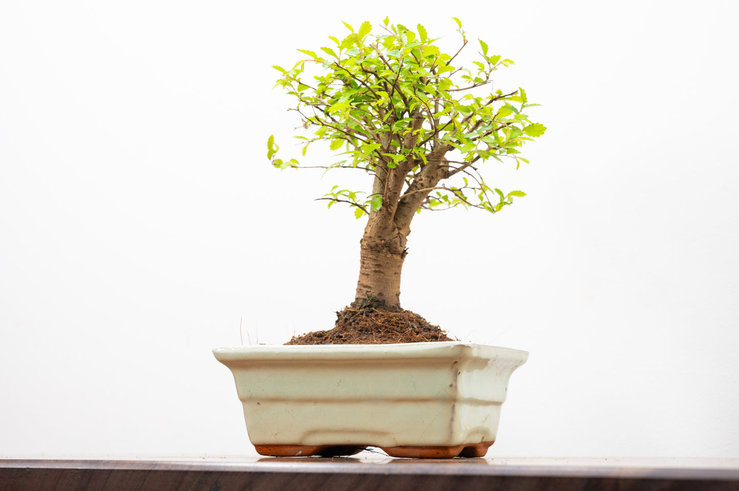 Chinese Elm Bonsai and Care Kit in 15cm Cream Ceramic Pot