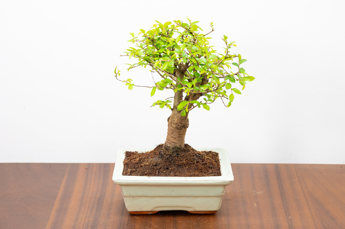 Chinese Elm Bonsai and Care Kit in 15cm Cream Ceramic Pot