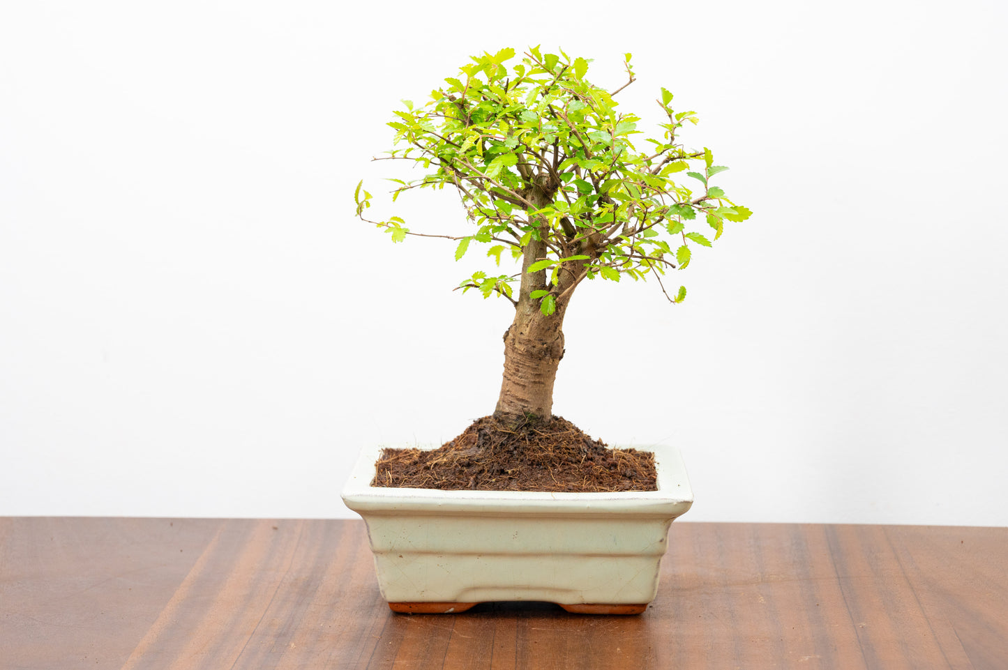 Chinese Elm Bonsai and Care Kit in 15cm Cream Ceramic Pot