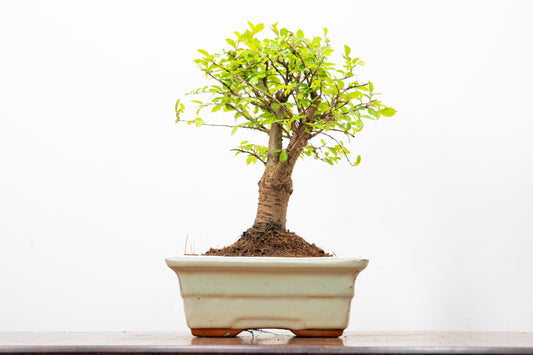 Chinese Elm Bonsai and Care Kit in 15cm Cream Ceramic Pot