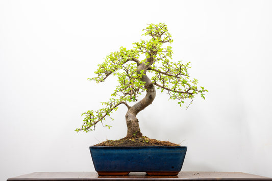 Large Chinese Elm Bonsai in 28cm Blue Pot