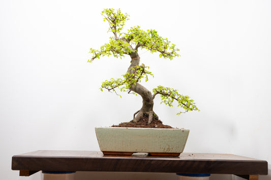 Large Chinese Elm Bonsai in 28cm Cream Pot