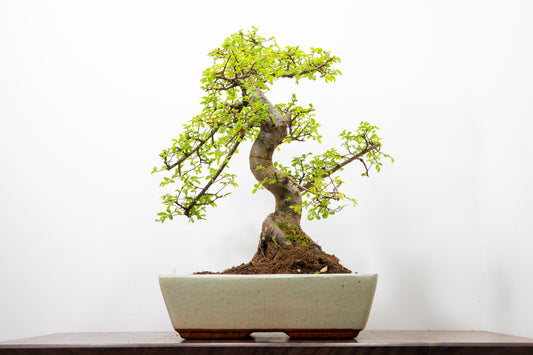 Large Chinese Elm Bonsai in 28cm Cream Pot