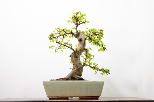Large Chinese Elm Bonsai in 28cm Cream Pot