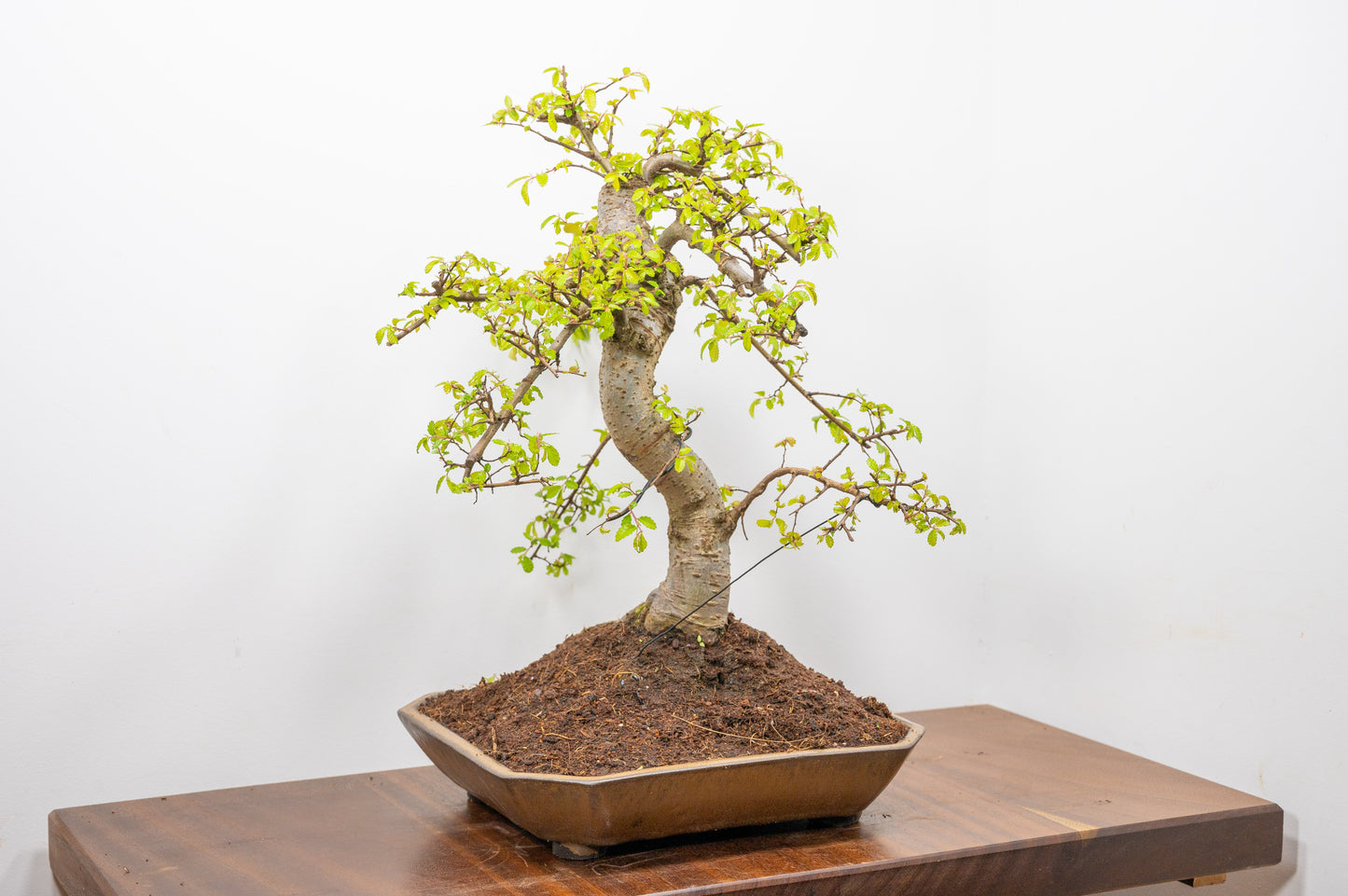 Large Chinese Elm Bonsai in a 28cm Venus Brown Dish
