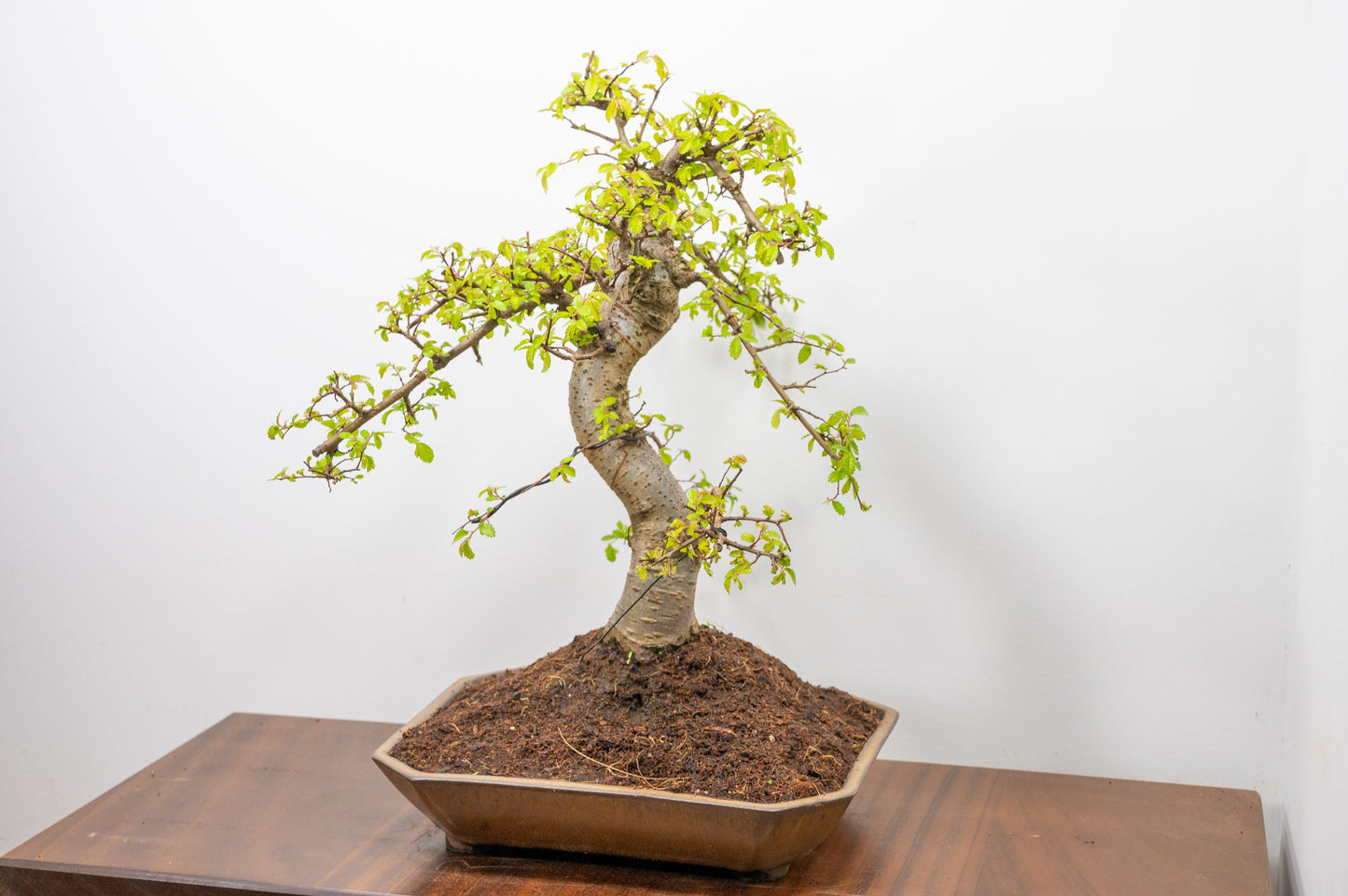 Large Chinese Elm Bonsai in a 28cm Venus Brown Dish