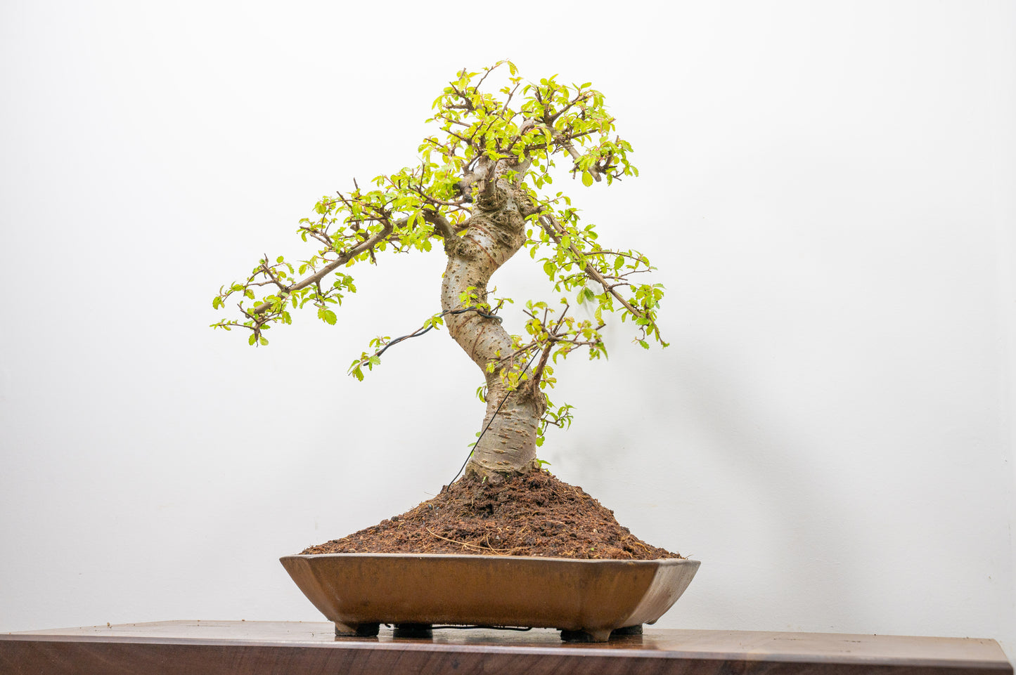 Large Chinese Elm Bonsai in a 28cm Venus Brown Dish