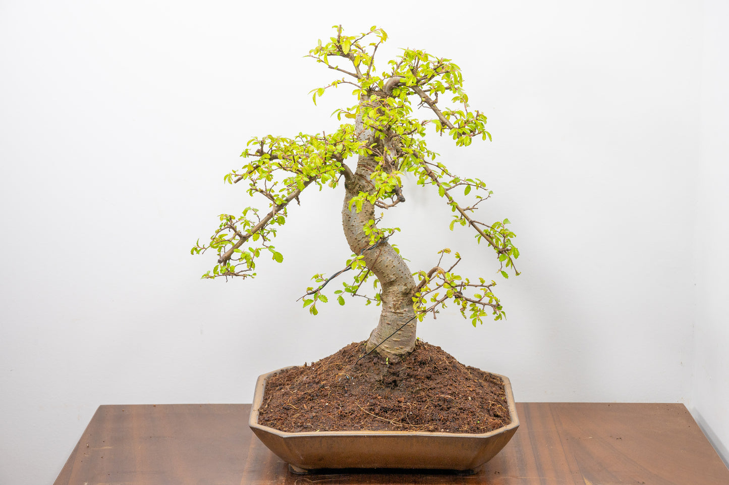 Large Chinese Elm Bonsai in a 28cm Venus Brown Dish