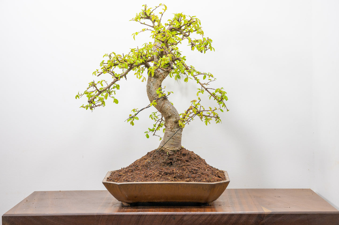 Large Chinese Elm Bonsai in a 28cm Venus Brown Dish