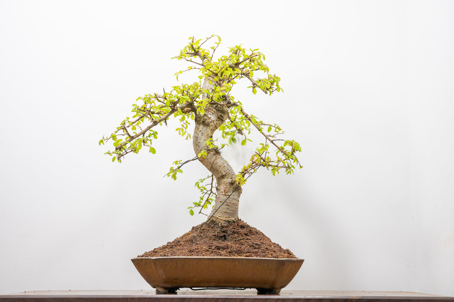 Large Chinese Elm Bonsai in a 28cm Venus Brown Dish