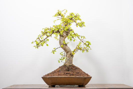 Large Chinese Elm Bonsai in a 28cm Venus Brown Dish