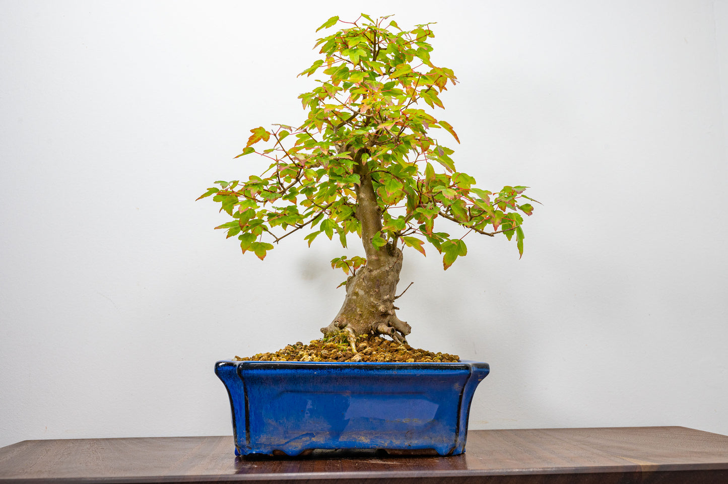 Trident Maple Bonsai