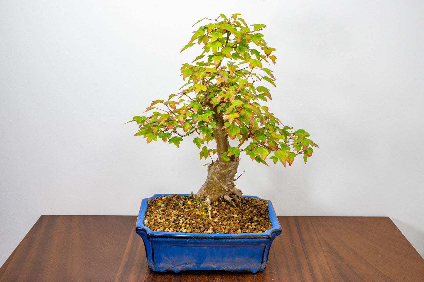 Trident Maple Bonsai