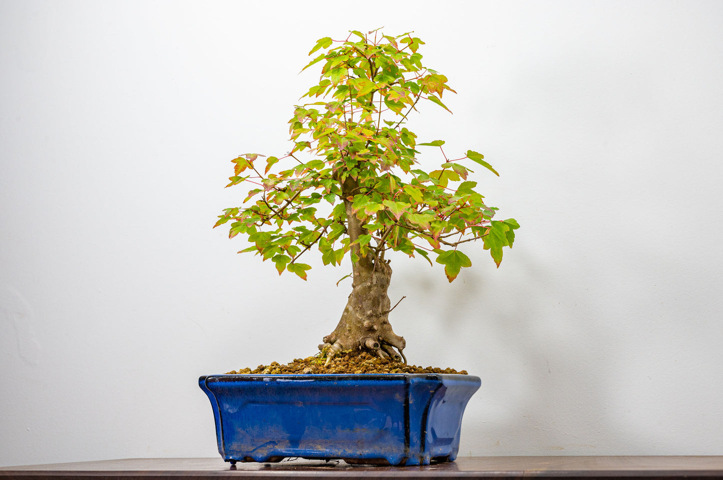 Trident Maple Bonsai