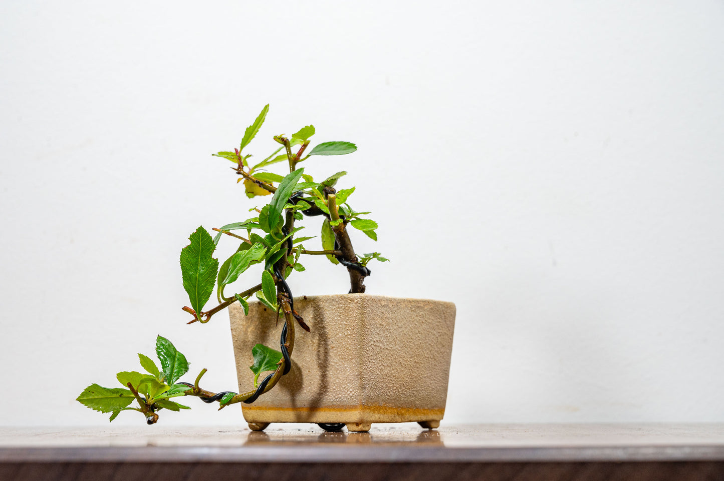 Pyracantha Bonsai Tree