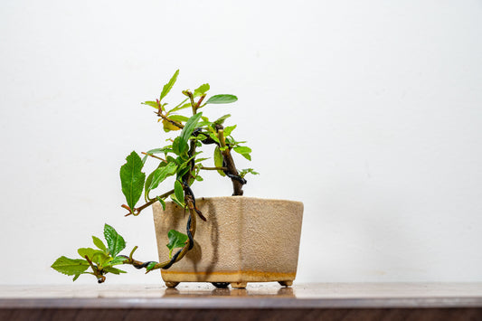 Pyracantha Bonsai Tree