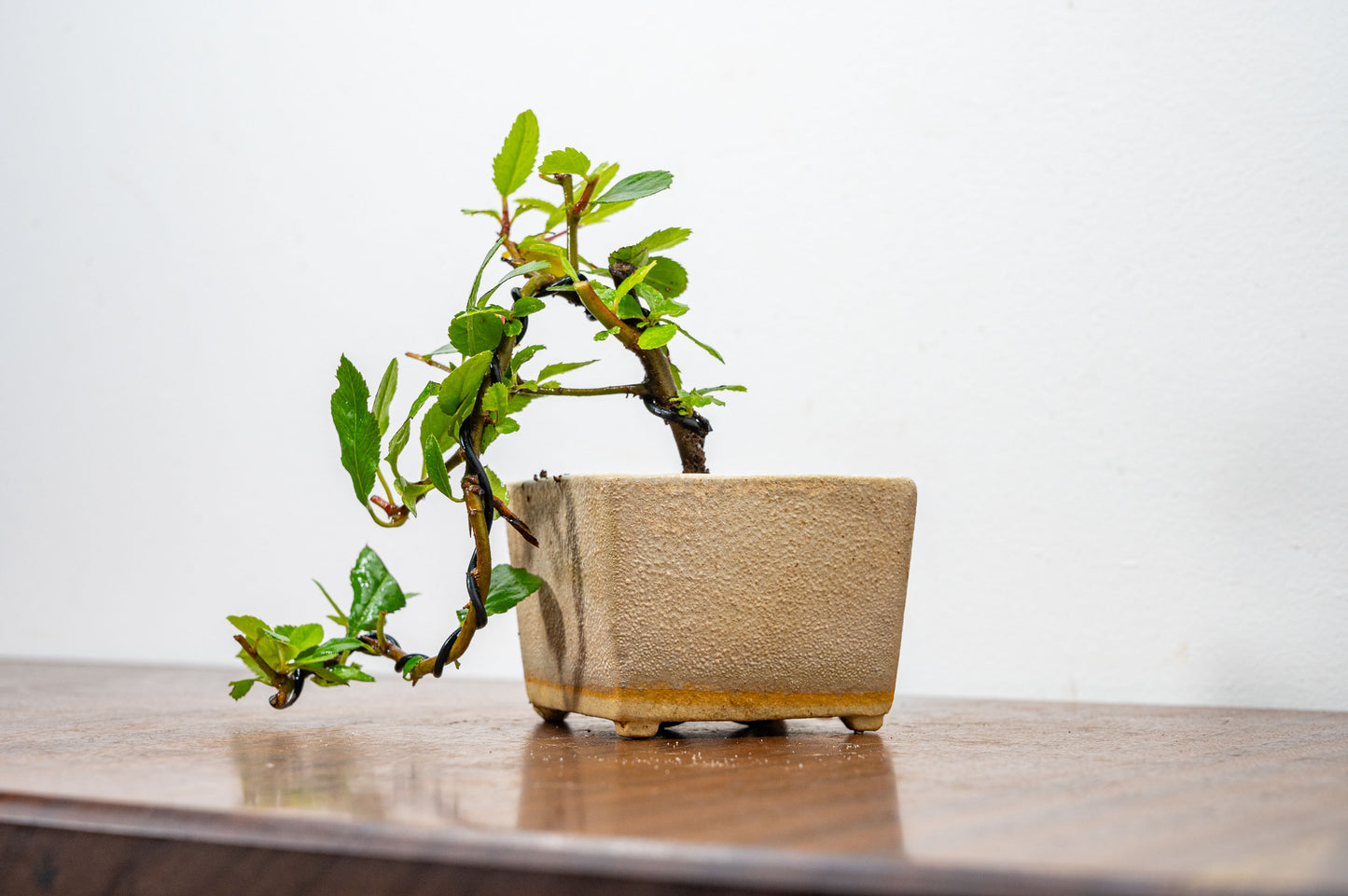 Pyracantha Bonsai Tree