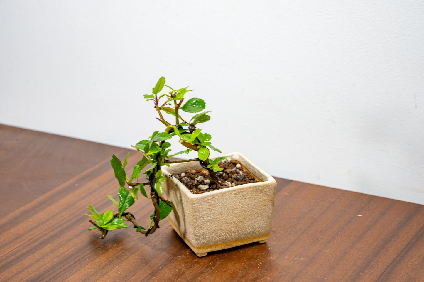 Pyracantha Bonsai Tree