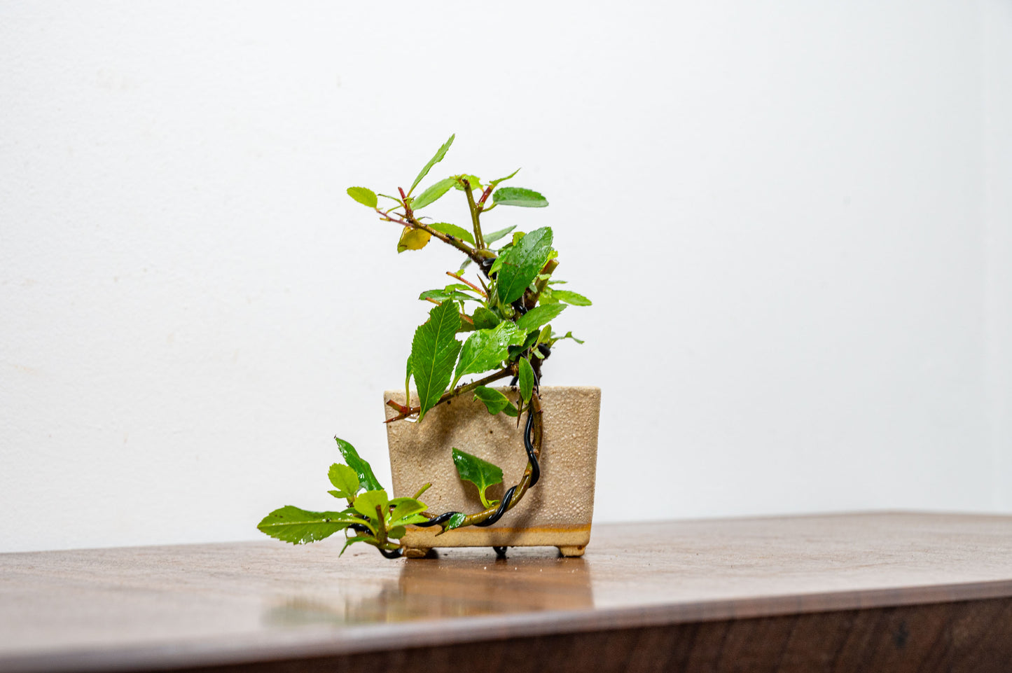 Pyracantha Bonsai Tree