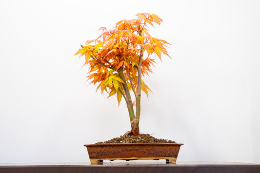 Katsura Japanese Maple Bonsai