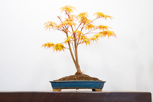 Katsura Japanese Maple Bonsai