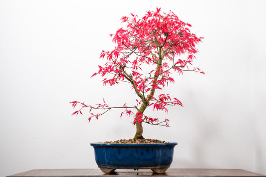 'Deshojo' Japanese Maple Bonsai
