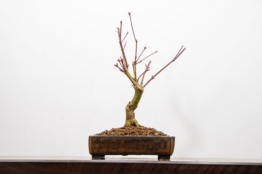 Deshojo Japanese Maple Bonsai